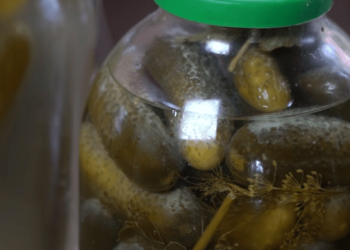 Есть или выбросить: что означает белая пленка на квашеных огурцах