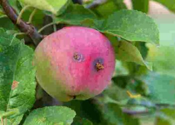 Соковиті та без шкідників усередині: що потрібно знати кожному господарю про яблуні