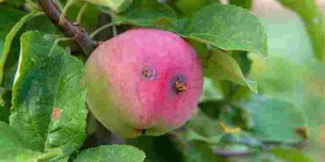 Соковиті та без шкідників усередині: що потрібно знати кожному господарю про яблуні