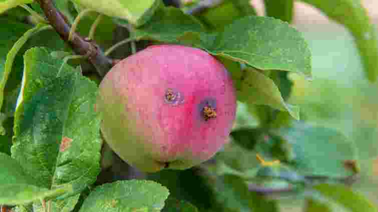 Соковиті та без шкідників усередині: що потрібно знати кожному господарю про яблуні