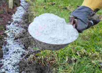 Не поспішайте викидати зіпсоване борошно: три способи використати його на грядках