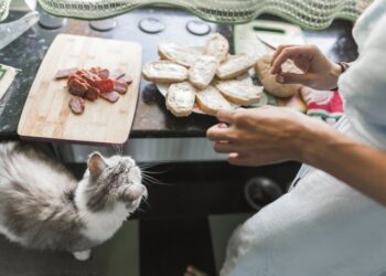 Яд в миске: почему кошачья реакция на колбасу не может быть “знаком качества”