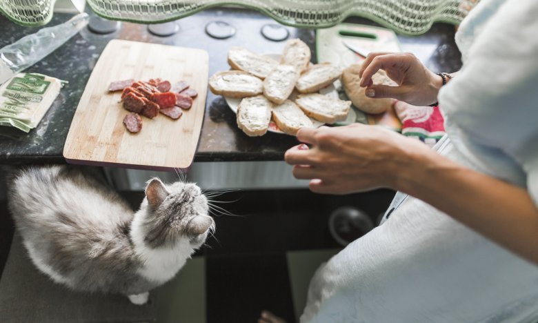 Яд в миске: почему кошачья реакция на колбасу не может быть "знаком качества"