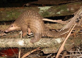 На курорті у Малайзії для туристів готували “екзотичні” страви з червонокнижних тварин