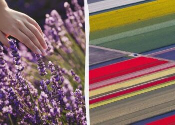 Названо найкращі місця Європи, щоб помилуватися квітами: коли краще їхати