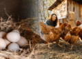 Що додати у корм курям навесні, щоб неслися на 50% більше