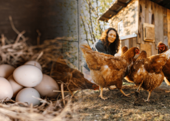 Що додати у корм курям навесні, щоб неслися на 50% більше