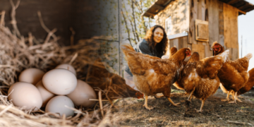 Що додати у корм курям навесні, щоб неслися на 50% більше