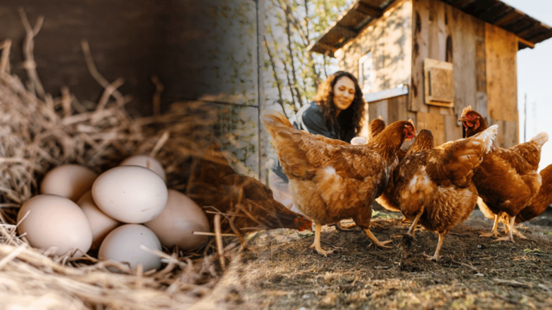 Що додати у корм курям навесні, щоб неслися на 50% більше