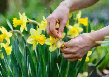 Зробіть це правильно: як обрізати відцвілі нарциси і позбутися шкідників та хвороб