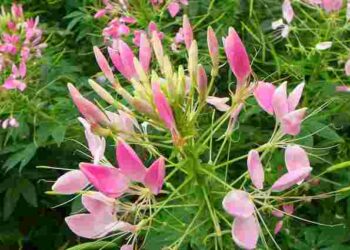 Не садіть їх навесні: ці популярні квіти створять проблеми вам на ділянці