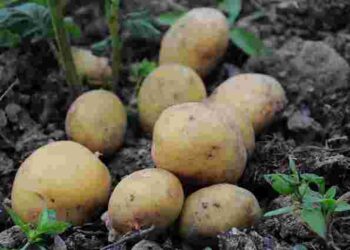 Водянисті і дрібні: найгірші сорти картоплі, які навіть не варто пробувати садити