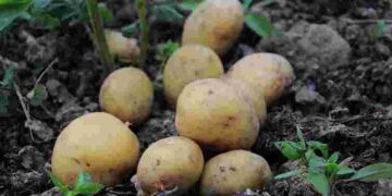 Водянисті і дрібні: найгірші сорти картоплі, які навіть не варто пробувати садити