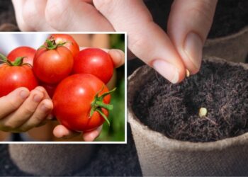 Посійте томати на розсаду у ці дні березня — врожай поб’є рекорди