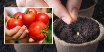 Посійте томати на розсаду у ці дні березня — врожай поб’є рекорди