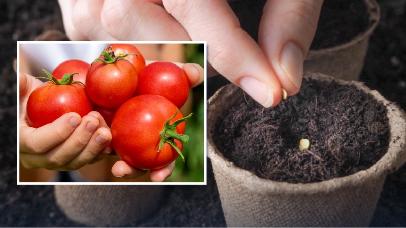 Посійте томати на розсаду у ці дні березня — врожай поб'є рекорди