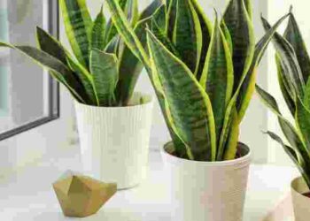 Вона теж може відчувати стрес: чому сохне листя сансевʼєрії і що з цим робити