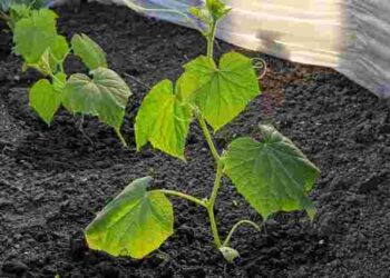 Не робіть цього надто рано: коли можна починати садити огірки у відкритий ґрунт