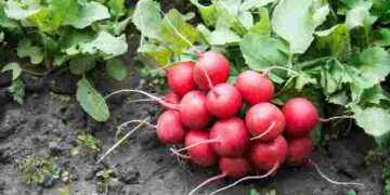 Яку редиску посіяти вже у березні: 6 сортів, які стабільно родять в Україні