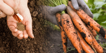 Коли сіяти моркву на городі навесні 2026: місячний календар