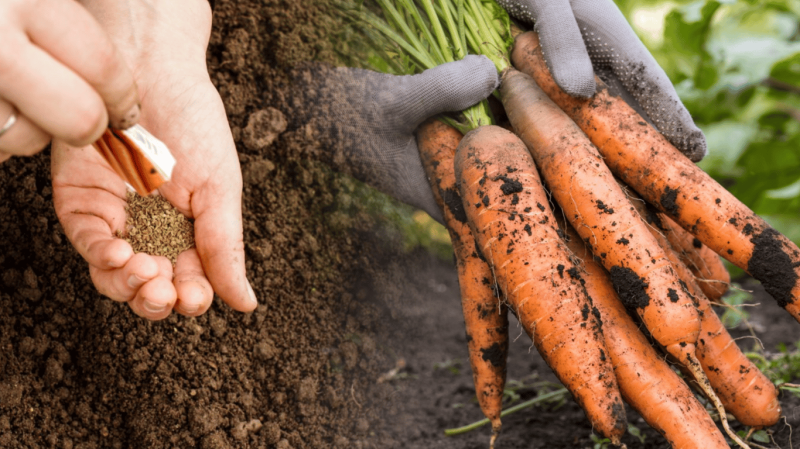 Коли сіяти моркву на городі навесні 2026: місячний календар