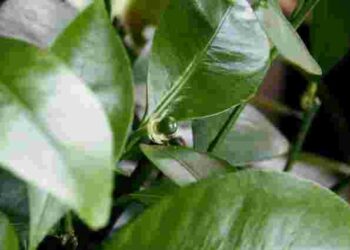 Секрет догляду за фікусом: навіщо протирати листя банановою шкіркою