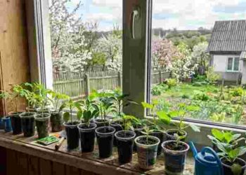 Не сійте розсаду в березні: ось вам одна причина, яка змінить ваш підхід