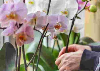 Не ігноруйте це в жодному разі: 5 обов’язкових дій для орхідеї у квітні, щоб вона зацвіла
