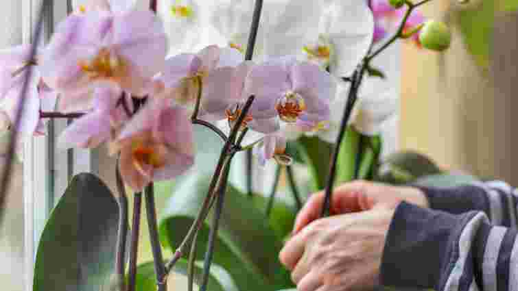 Не ігноруйте це в жодному разі: 5 обов’язкових дій для орхідеї у квітні, щоб вона зацвіла