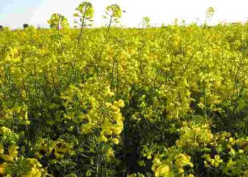 Цей один сидерат перевершив усі інші: земля стане пухкою без перекопування