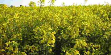 Цей один сидерат перевершив усі інші: земля стане пухкою без перекопування