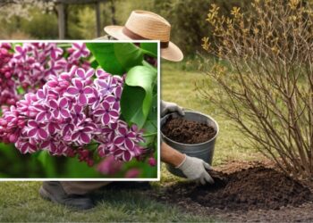 Встигніть підживити цим бузок у квітні: рослина пишно зацвіте