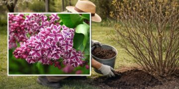 Встигніть підживити цим бузок у квітні: рослина пишно зацвіте