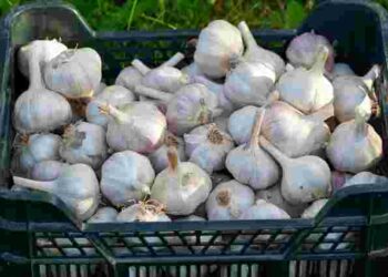 Не пропустіть цей момент: чим посипати часник у березні, щоб отримати щедрий урожай