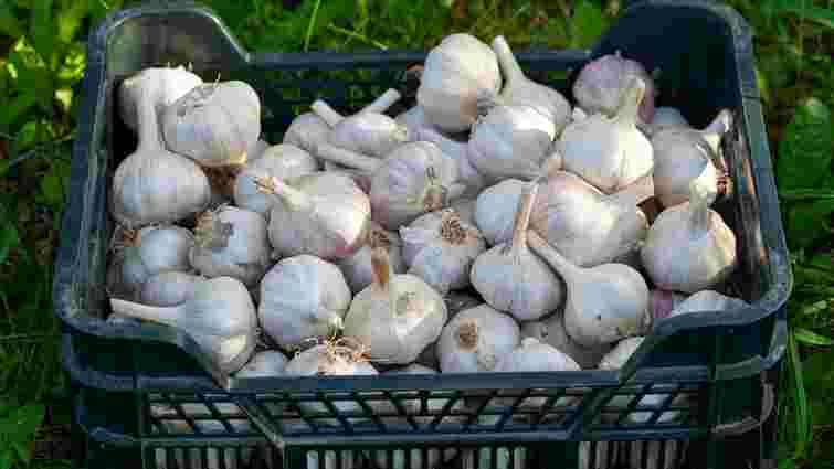 Не пропустіть цей момент: чим посипати часник у березні, щоб отримати щедрий урожай