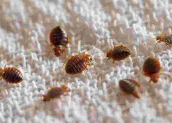 Перевірте ці місця негайно: де у квартирі найчастіше живуть клопи