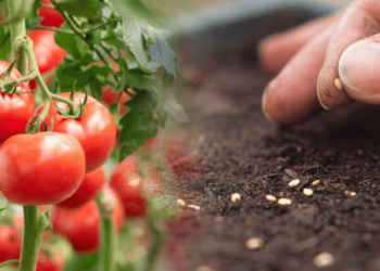 Коли сіяти томати у квітні 2026: місячний календар та поради