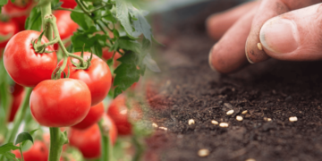 Коли сіяти томати у квітні 2026: місячний календар та поради