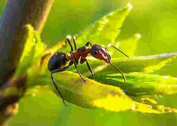Мурахи атакували яблуні: як швидко позбутися шкідників і врятувати врожай
