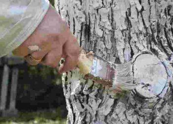 Є два найкращі засоби: чим насправді потрібно обробляти зрізи дерев