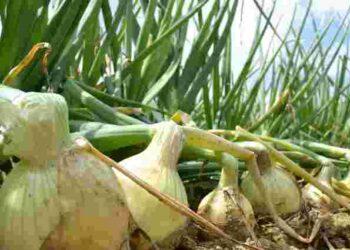 Ніколи не підживлюйте цим цибулю: ця одна помилка коштуватиме всього врожаю