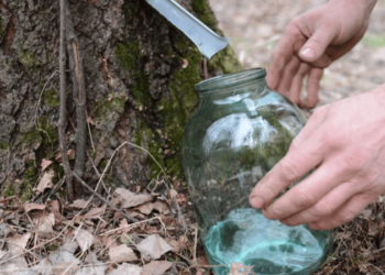 Як збирати березовий сік: правила, що збережуть здоров’я дерев