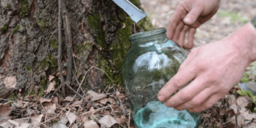 Як збирати березовий сік: правила, що збережуть здоров’я дерев