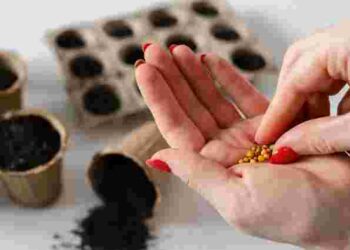 Не викидайте прострочене насіння: що ще може зійти і зекономити вам гроші