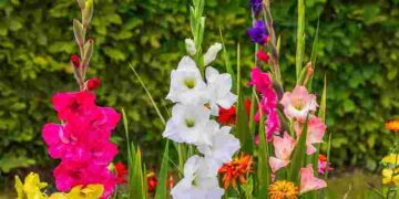 Це найкраща цибулинна квітка 2026 року: яка рослина стане хітом вашого саду