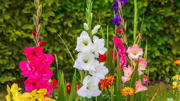 Це найкраща цибулинна квітка 2026 року: яка рослина стане хітом вашого саду
