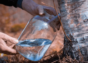 Коли збирати березовий сік навесні 2026: погода та правила