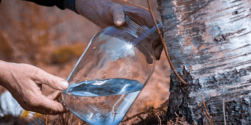 Коли збирати березовий сік навесні 2026: погода та правила