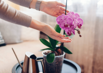 Встигніть до кінця березня: чим підживити орхідею, щоб розцвіла