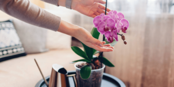 Встигніть до кінця березня: чим підживити орхідею, щоб розцвіла